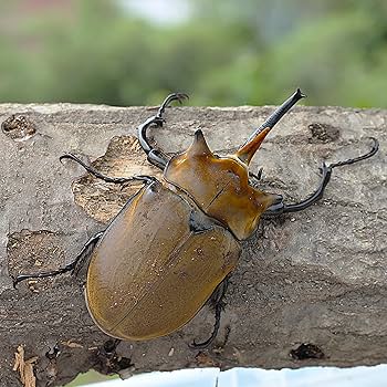 エレファスゾウカブト エレファスゾウカブト – INSECT SHOP KMY